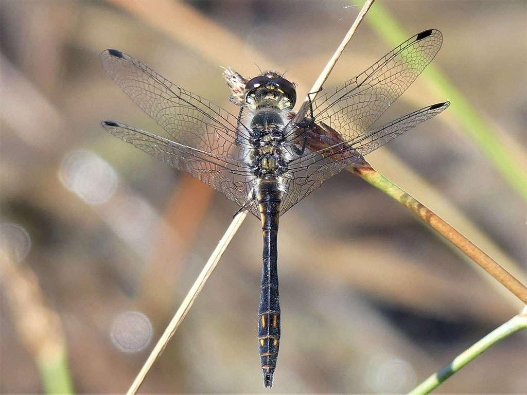 Sympetrum_danae